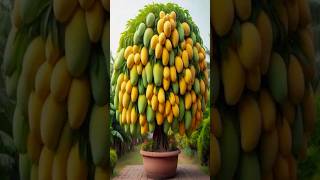 World Records Mangoes