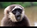 Поющая обезьяна. Таиланд, Пхукет. Singing monkey  الغناء قرد   שירה קוף   원숭이 노래   बंदर गा।  サルを歌います