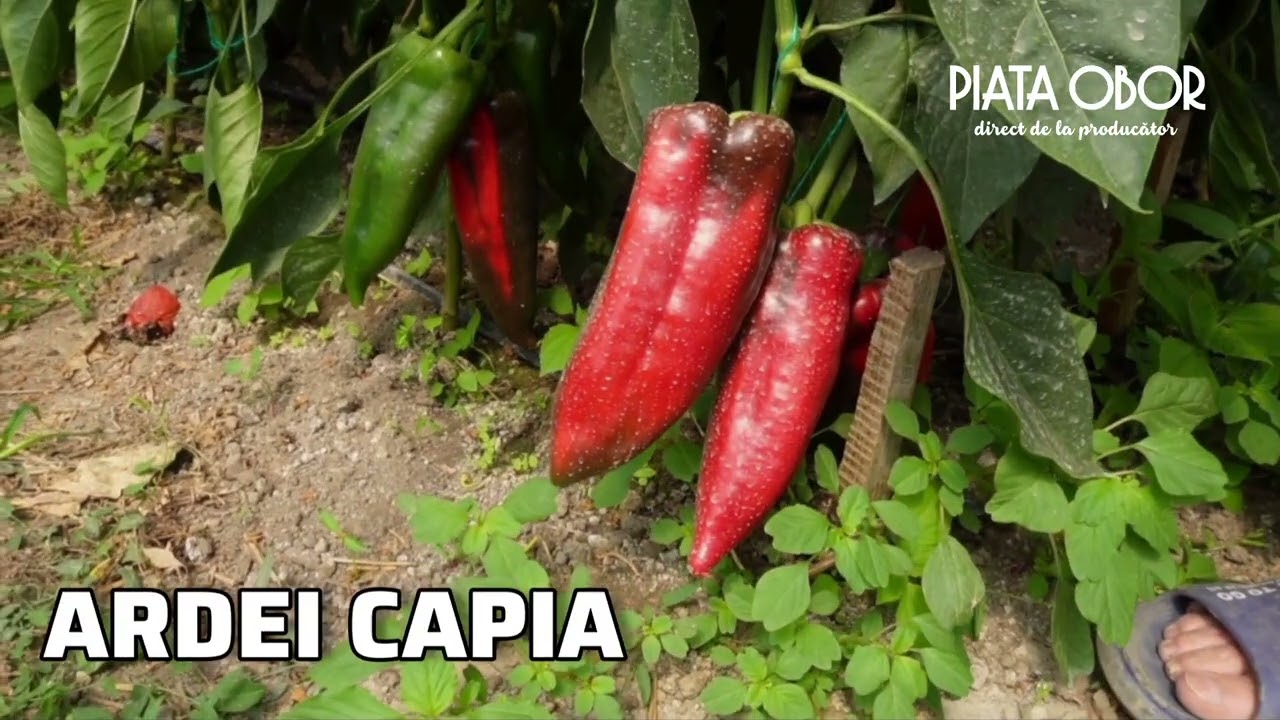 Acasă la producători ep.2 FULL - Reportaj Piața Obor București - Catarau Niculae, Colibași