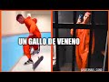 Un Gallo De Veneno - Natanael Cano ft Lalothegiant Grabación [Video Oficial]