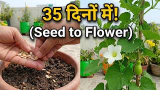 Seed to Flower : Watch how a Bottle Gourd Loki Grow in 35 days!