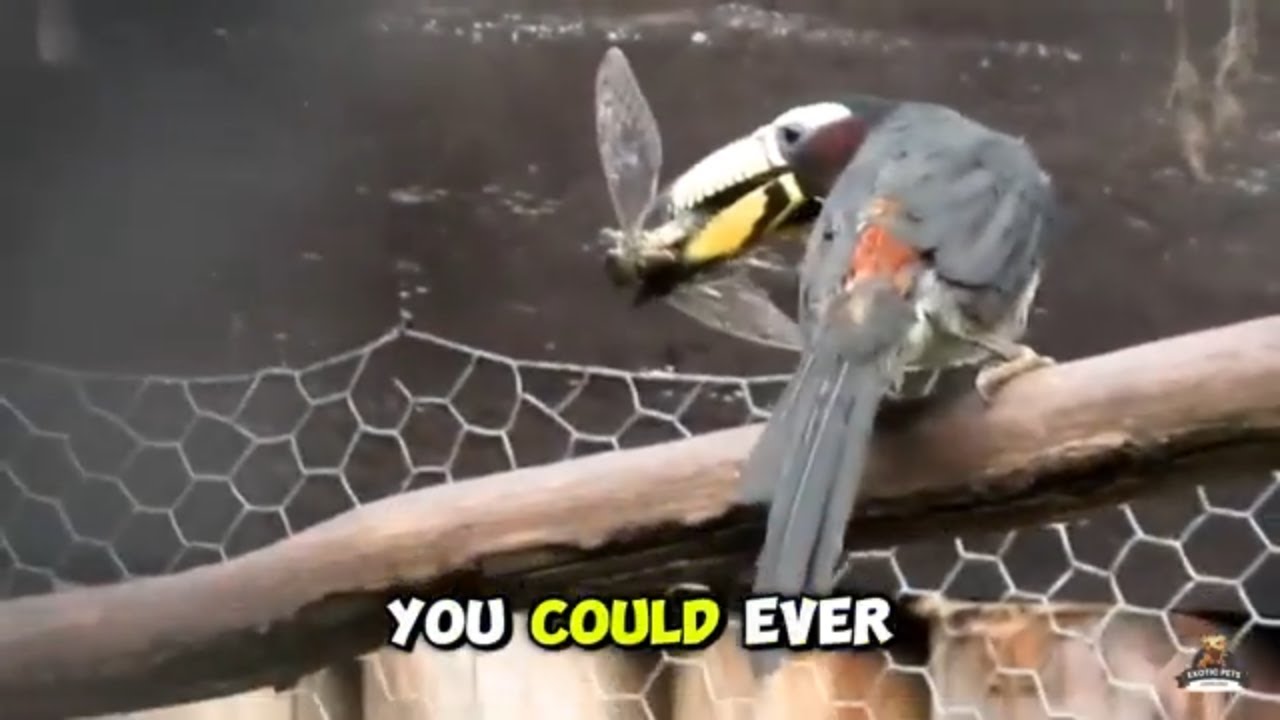 The Shocking Reality of the Green Acarius Pet - YouTube