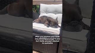A daily occurrence ☀️ #dogshorts #frenchbulldog #frenchie #dogshorts #dogs #dog #funnydog #funnydogs