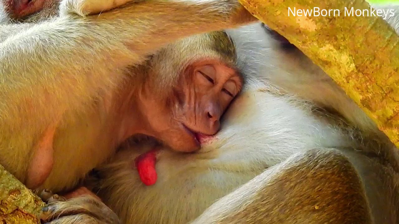 Super Cry! Baby Janet Cries lull Her mom Get Milk | Janet Push Janna Out Milk Her get Sucess