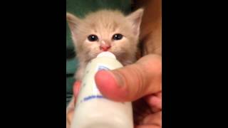 Kitten drinks from bottle