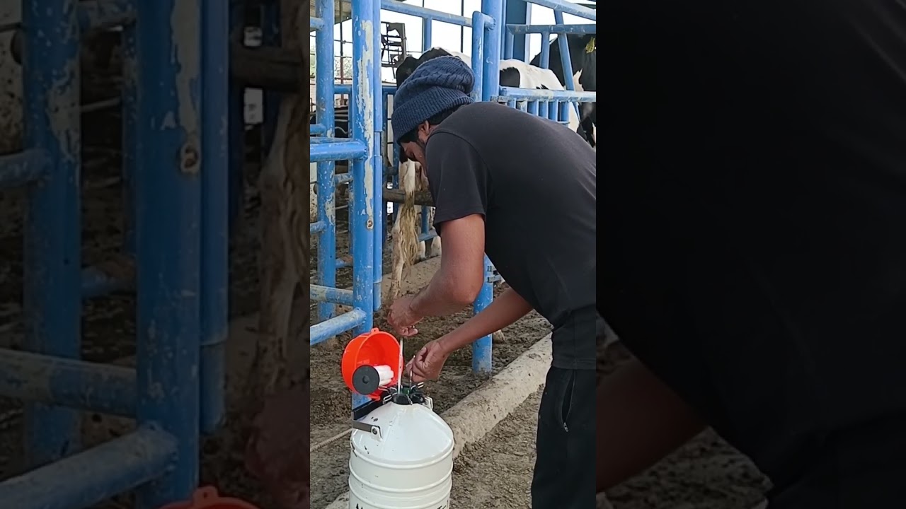 thawing of semen straw 