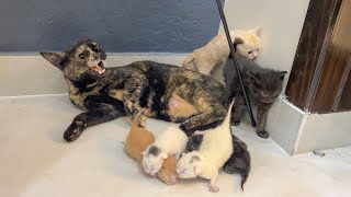 A stray cat brings her kittens into home, afraid the owner will reject them.