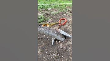 Amazing DIY Easy 🐍 Snake Trap using Scissors😱😱😱!!! #shorts #shortsviral