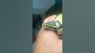 پسرم کین 🐍🔥❤️ #ballpython #مار #ballpythoncare #ballpythonsnake #python #پایتون #پیتون