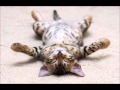 猫のゴロゴロ・セラピー