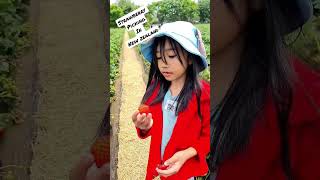 Strawberry picking in New Zealand.