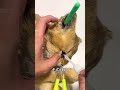 ペット 保存加工