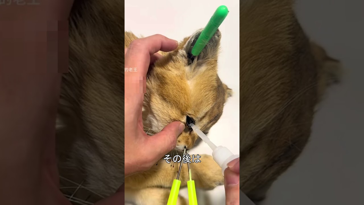 ペット 保存加工