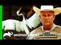 Game Warden Saves Egret From Dogs | Lone Star Law