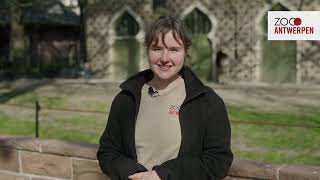 Okapi Xandor Geboren In Zoo Antwerpen