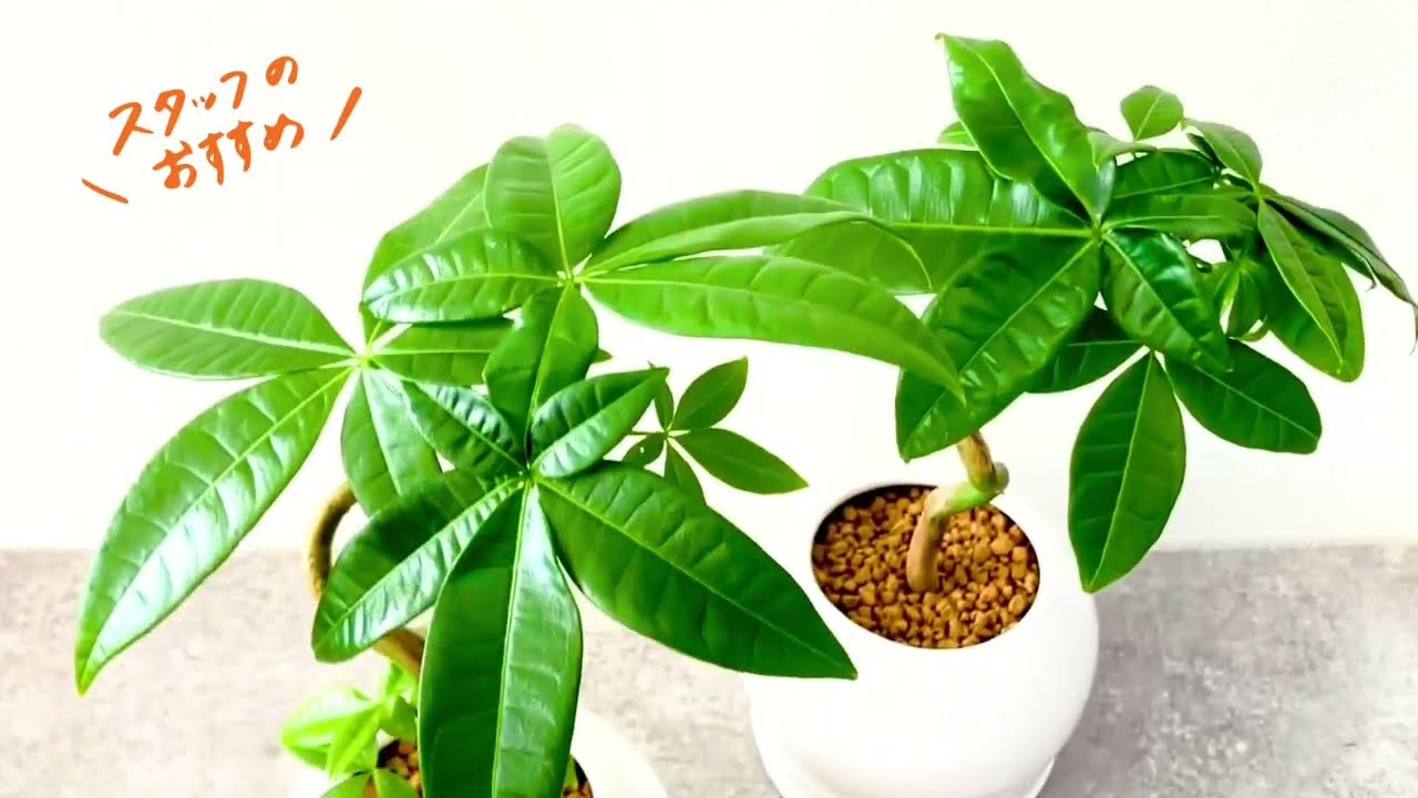 珍品！Pachira glabra'Dwarf' 矮性実生薬じゃ無いです！ | ヤマダ