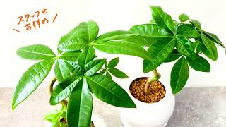 希少な実生株】パキラ・グラブラ（実生） 観葉植物 ボウルポット植え