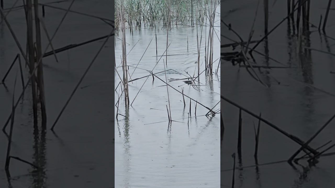 snakehead Murrel hunting.