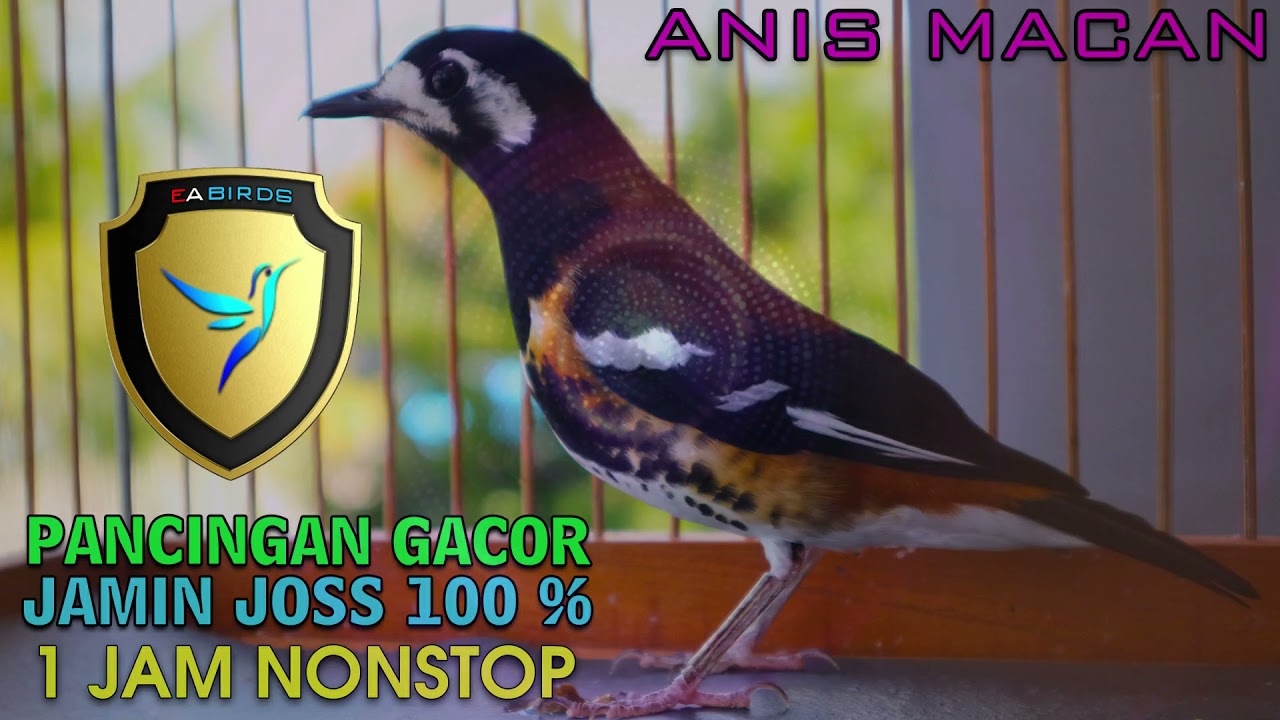 100 % BIKIN GACOR ANIS MACAN BAHAN, MENAIKKAN EMOSI ANIS MACAN NGERIWIK JADI NGEPLONG!