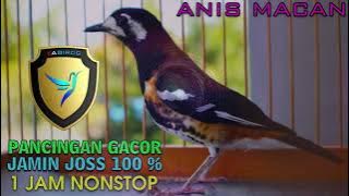 100 % BIKIN GACOR ANIS MACAN BAHAN, MENAIKKAN EMOSI ANIS MACAN NGERIWIK JADI NGEPLONG!