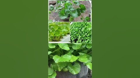 Hạt giống rau má ta lá nhỏ  #hạtgiống #làmvuon #binu #cuclanham #daucove #rauma #raumatalanho