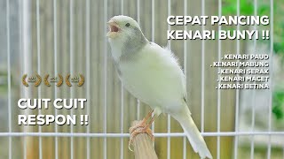 PANCINGAN Kenari GACOR PANJANG Cuit Cuit EMOSI‼️ MASTERAN Kenari PAUD belajar BUNYI | Episode 41