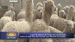 Nota Alpaca De Puno Lana Más Fina Récord Guinness