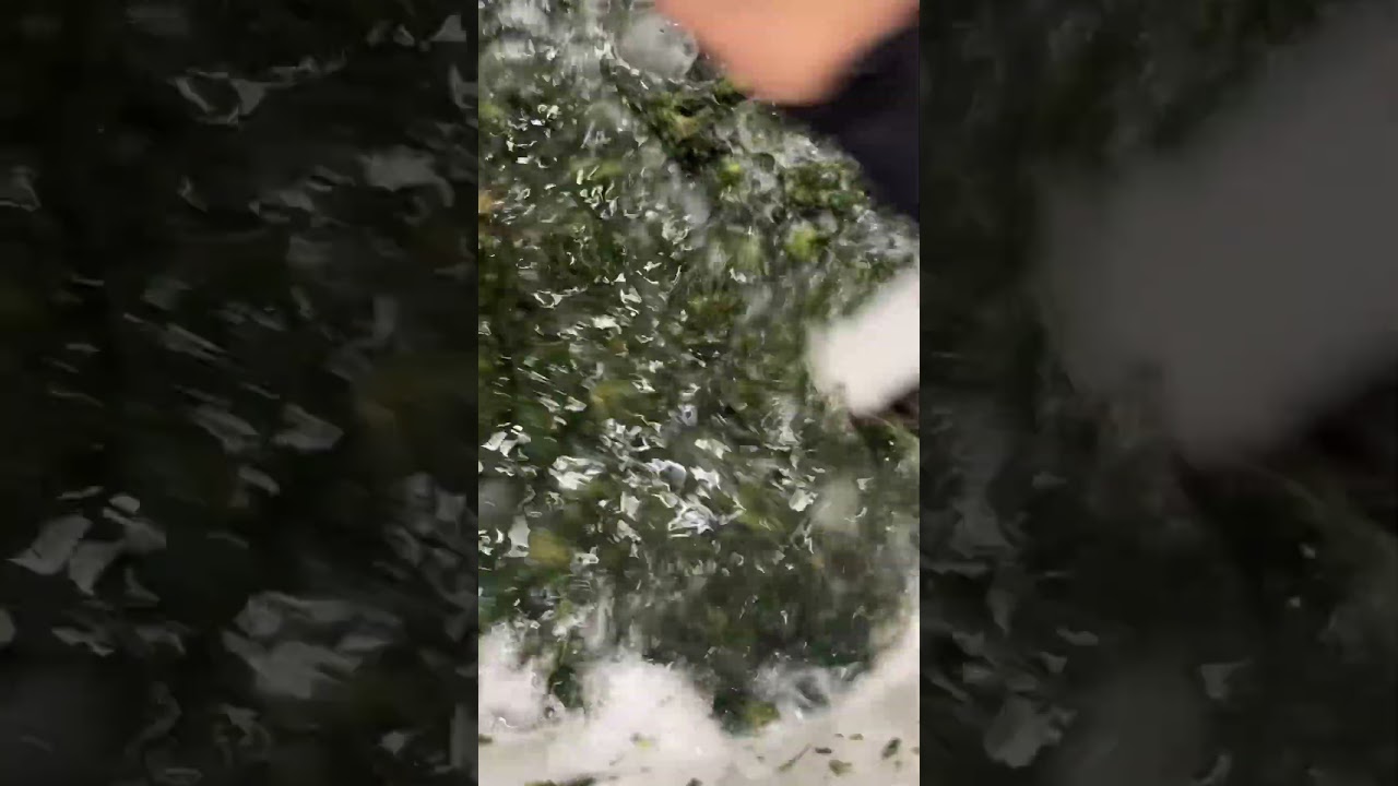 Ice Water Hash by Vader Extracts