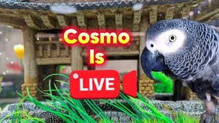 Cosmo the funny parrot is live!