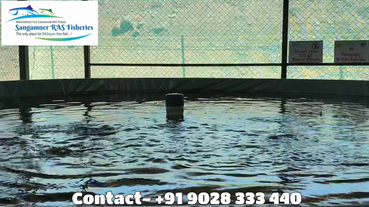 Glimpse of Healthy and Active Rupchanda Fish In RAS , ( Red Belly Pacu ...