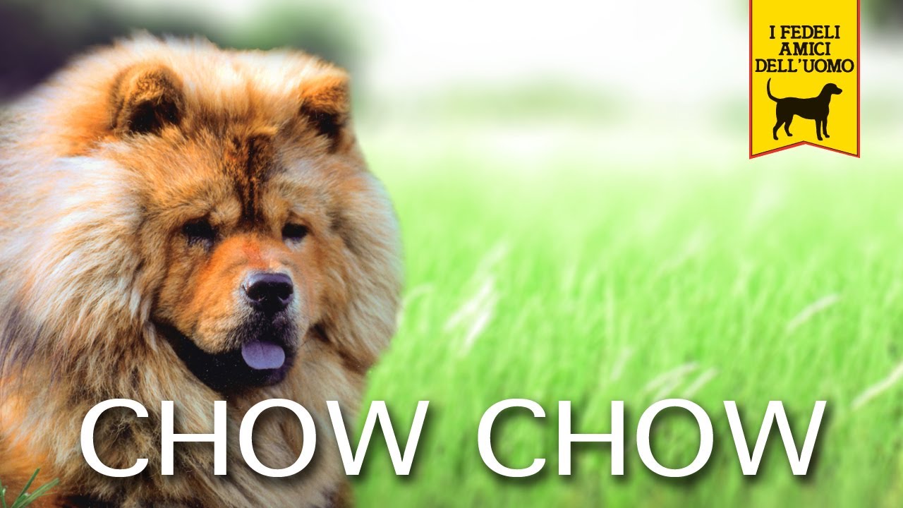 CHOW CHOW trailer documentario YouTube