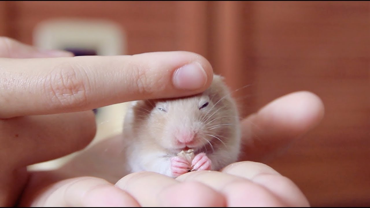 tiny hamster eating sunflower seeds :))))))