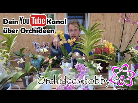 Orchideen nie mit kaltem Wasser gießen? So warm sollte es sein