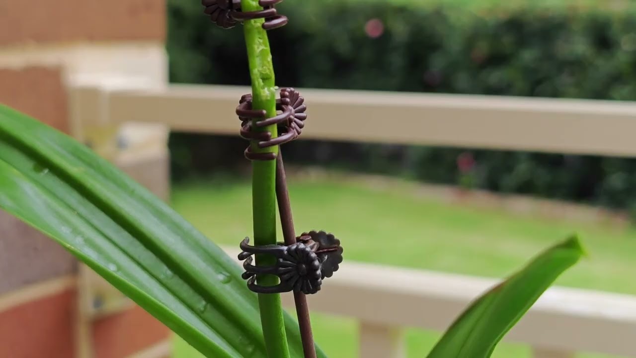 2609 文心類蘭出花箭長花苞之時 care tips for oncidium type orchids