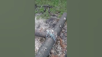 A log cabin built by one man moving heavy logs 8 #shorts