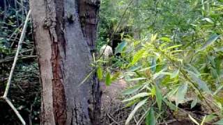 Homemade Ghillie Suit Test