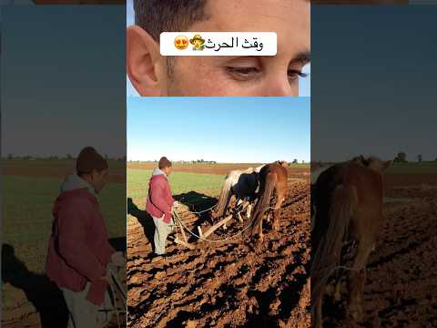 وقت الحرث فلاحة فلاحي فلاح ارض ارض زراعية بادية العروبية