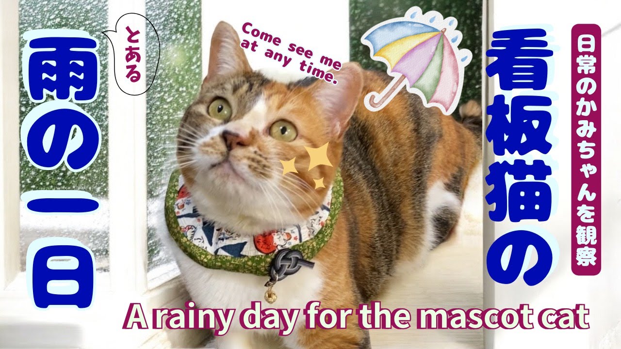 レア♡雑誌掲載♡猫ちゃん♡浴衣 久しぶりに猫ちゃんに会った🐱