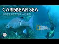 Amazing Underwater World - Caribbean Sea Coral Reef