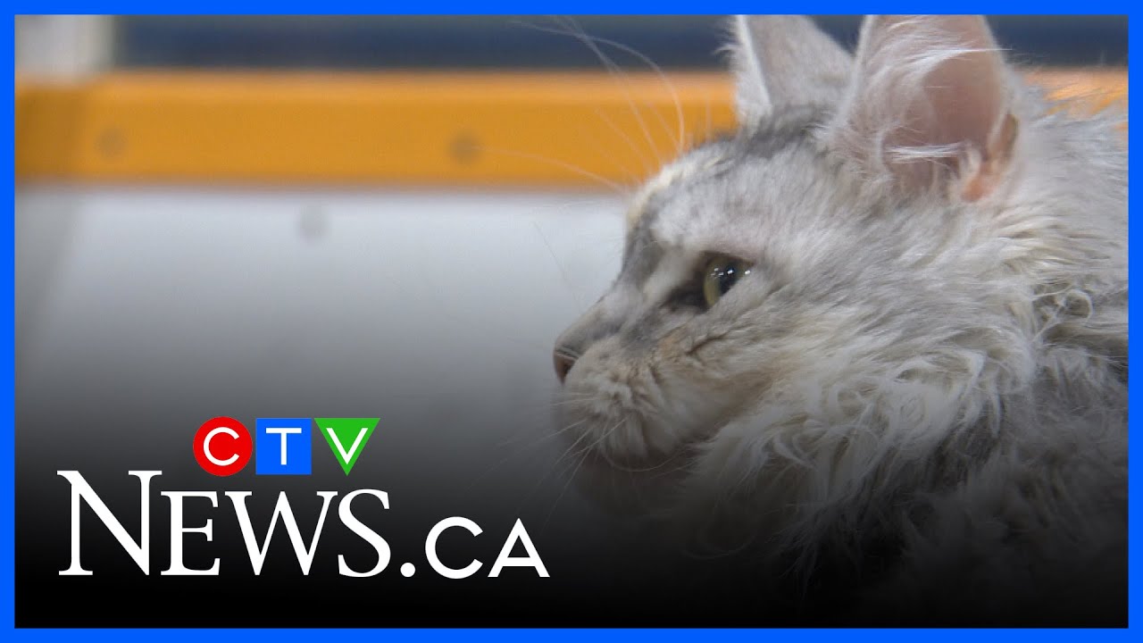 Meow Mania brings cat lovers together