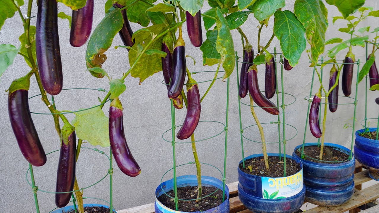 How to grow eggplant in plastic pots at home YouTube