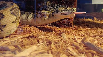 Carpet Python Mick Jagger - Feeding