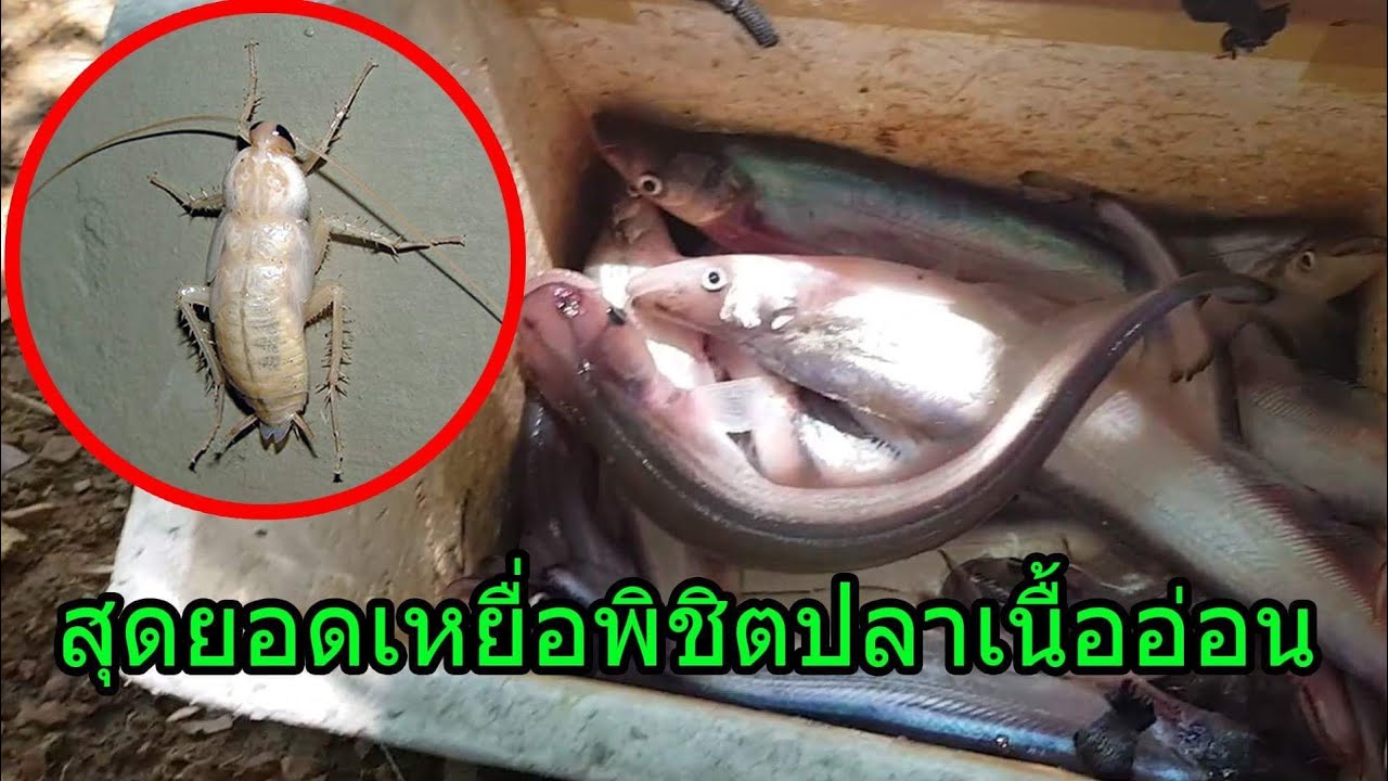 แมลงสาบขาว สุดยอดเหยื่อตกปลาเนื้ออ่อนพร้อมเทคนิคจากเซียนเบ็ดตัวจริงไม่มีกั๊ก