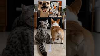 Gatos Destornillantes en Escenas Cómicas Increíbles 🐱 #funny #animales #cachorrosdivertidos #cat