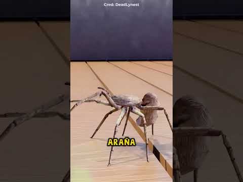 NO APUNTE CON UN LÁSER A UNA ARAÑA