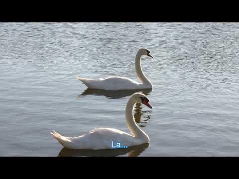 Swan Song - The Bee Gees