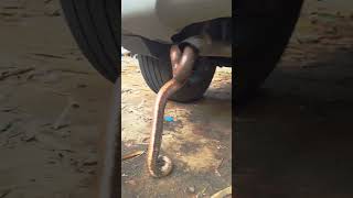 সাপের অদ্ভূত এবং হাস্যকর আচরণ!