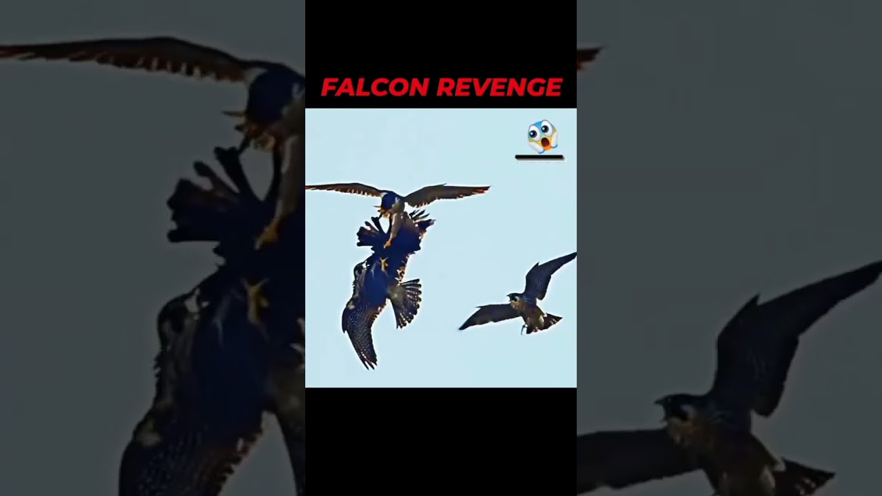 FALCON VS CROW_when crow eating falcon egg 