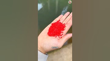 Mồi Dụ Cá Tôm Siêu Nhậy #fishing #fishinglife #fishingtips #outdoors #fishingtrip #luoibatquai