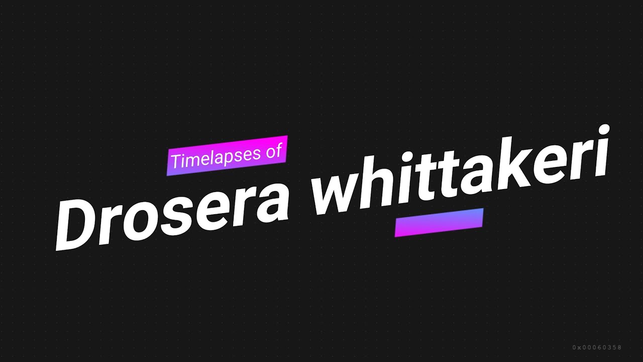 Timelapses of tuberous sundew Drosera whittakeri